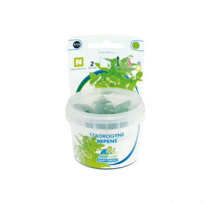 Easy Grow 111 Staurogyne Repens