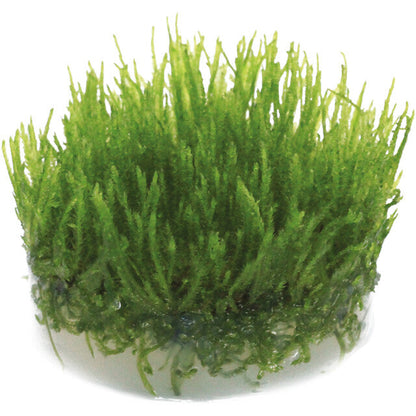 Easy Grow 113 Taxiphyllum sp. Spiky