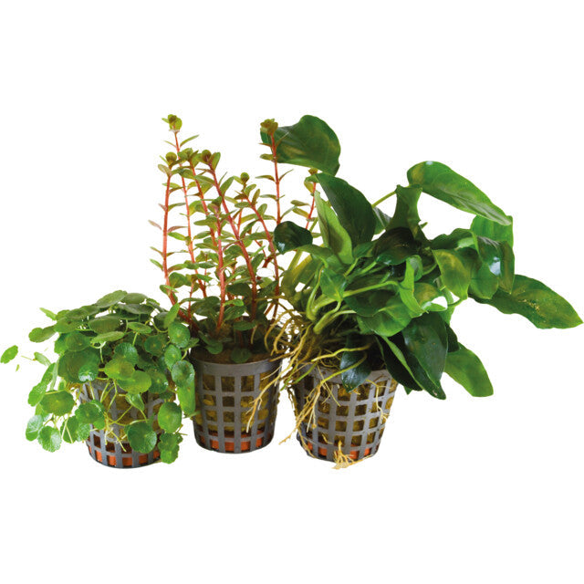 Bioart Combi Pack Three 3 Pots