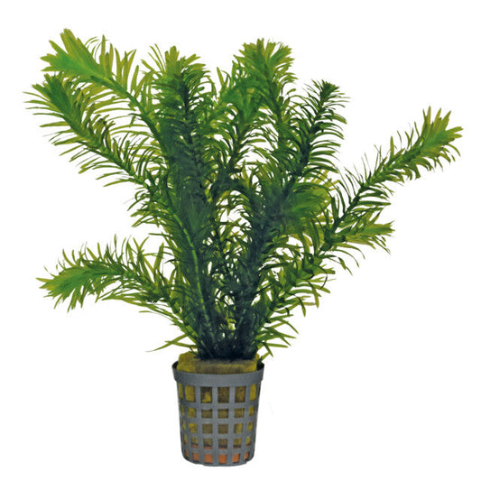 Elodea Densa