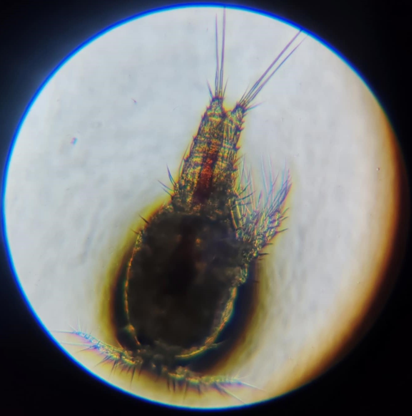 zooplankton rotifers 100 ml