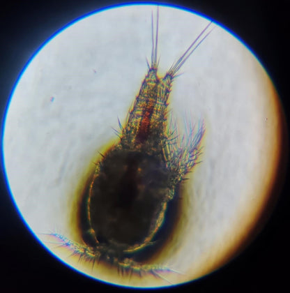 zooplankton rotifers 100 ml