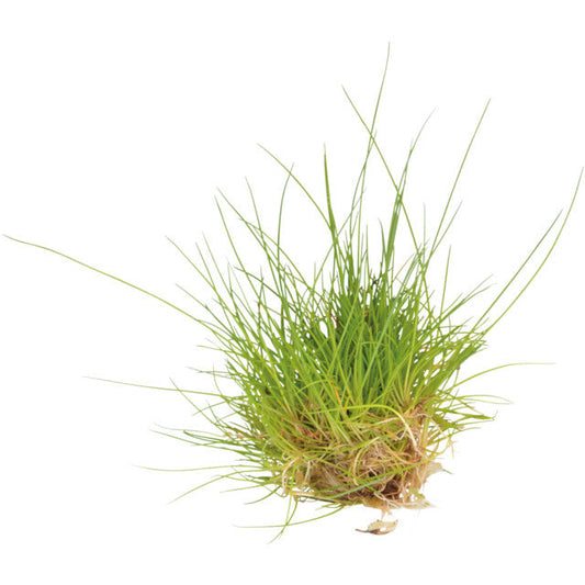 Easy Grow 41 Eleocharis Parvula