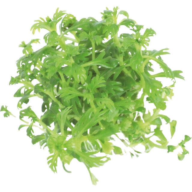 Easy Grow 49 Hottonia Palustris