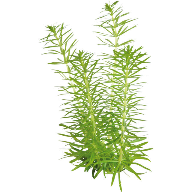 Easy Grow 87 Pogostemon Erectus