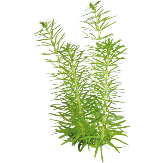 Easy Grow 87 Pogostemon Erectus
