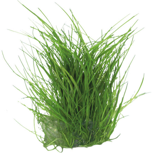 Easy Grow 39 Eleocharis Acicularis