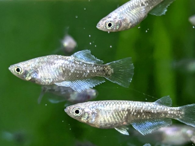 MEDAKA Oryzias latipes 'Mariage Kissing Wide Fin' (1.5-2.5 cm)