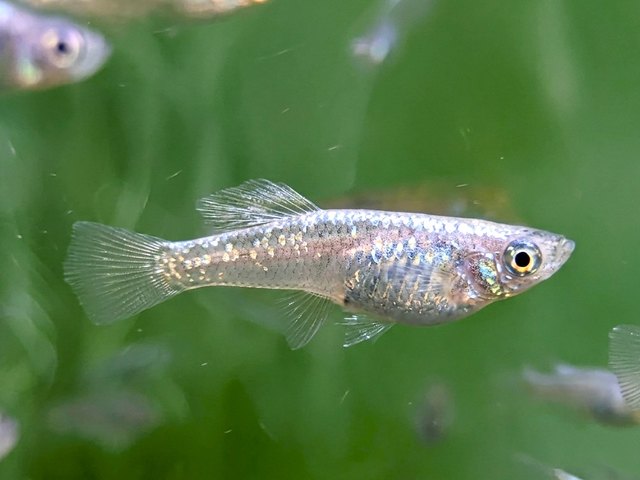 MEDAKA Oryzias latipes 'Hong ok' (1.5-2.5 cm)
