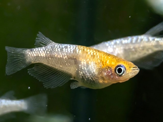 MEDAKA Oryzias latipes 'Lame 3 colors' (1.5-2.5 cm)
