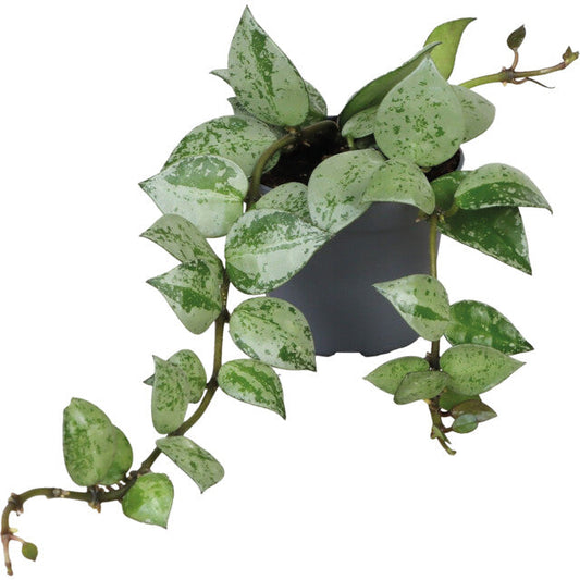 Pt-Hoya Krohiana Eskimo