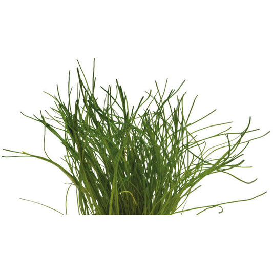 Easy Grow 61 Lilaeopsis Mauritiana