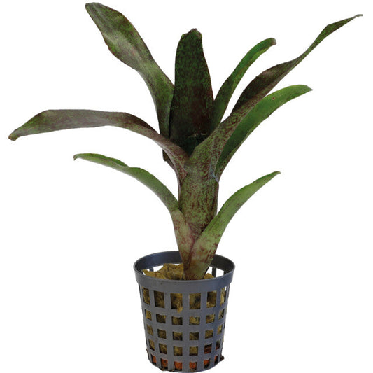 Pt-Neoregelia Atlantis