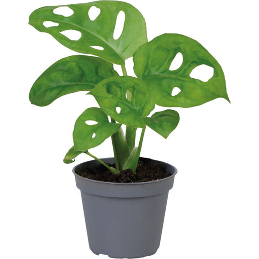 Pt-Monstera Obliqua