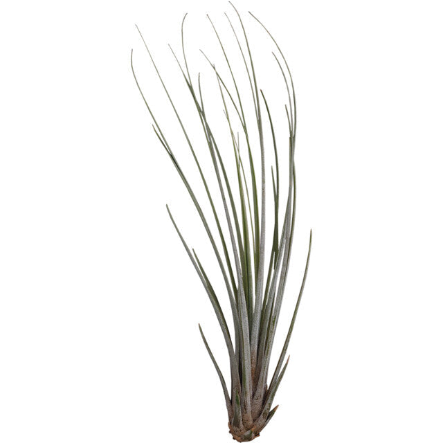 Pt-Tillandsia Juncea