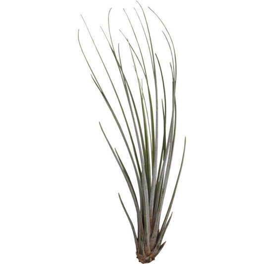 Pt-Tillandsia Juncea