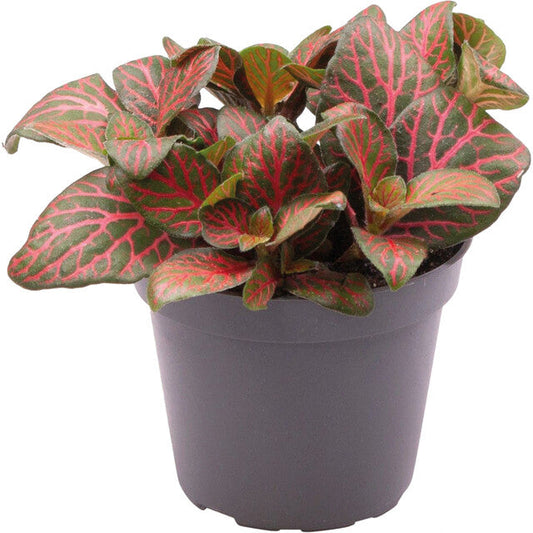 Pt-Fittonia Joly Josan