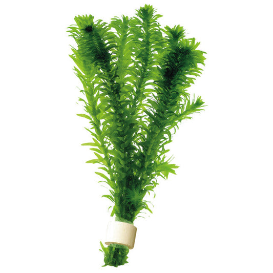 Elodea Densa En Eco Bouquet