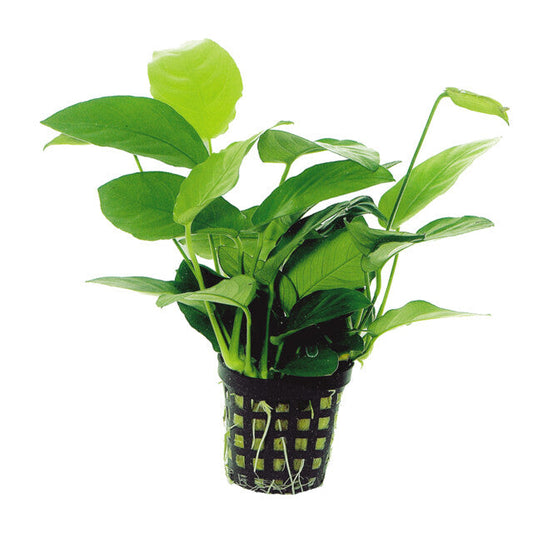 Anubias Nana