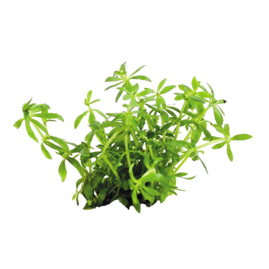 Easy Grow 66 Limnophila Vietnam Mini