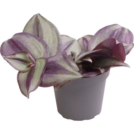 Pt-Tradescantia Zebra
