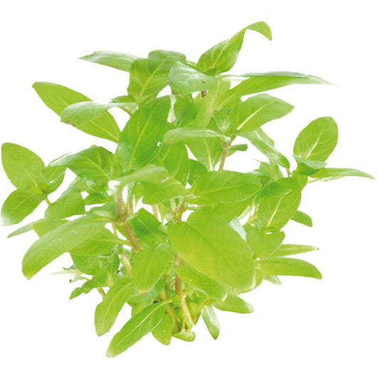 Easy Grow 111 Staurogyne Repens