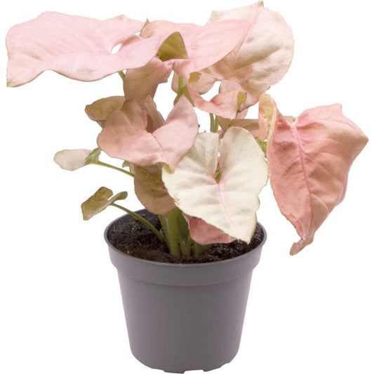 Pt-Syngonium Neon