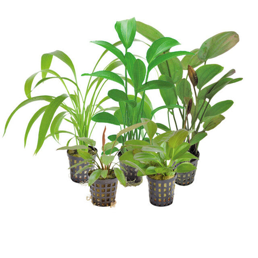 Echinodorus Mix 8 Cm En Pot