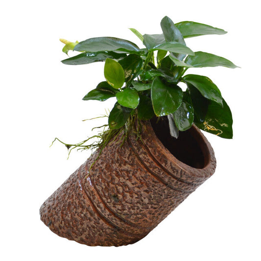 Deco Pipe Anubias 12X7X7 Cm