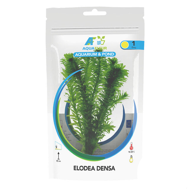 Sac Elodea Densa
