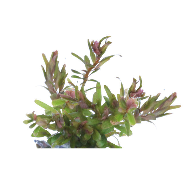 Easy Grow 99 Rotala H' Ra