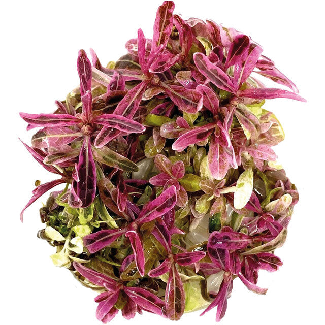 Easy Grow 50 Hygrophila Lancea Chai