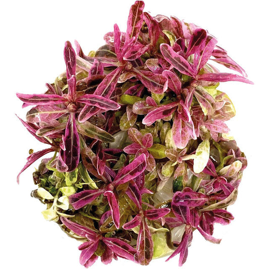 Easy Grow 50 Hygrophila Lancea Chai