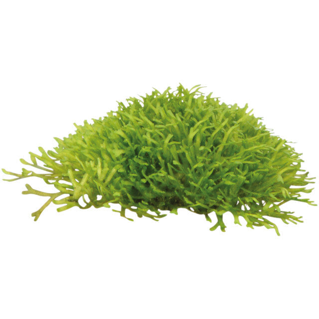 Easy Grow 97 Riccia Fluitans