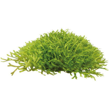 Easy Grow 97 Riccia Fluitans