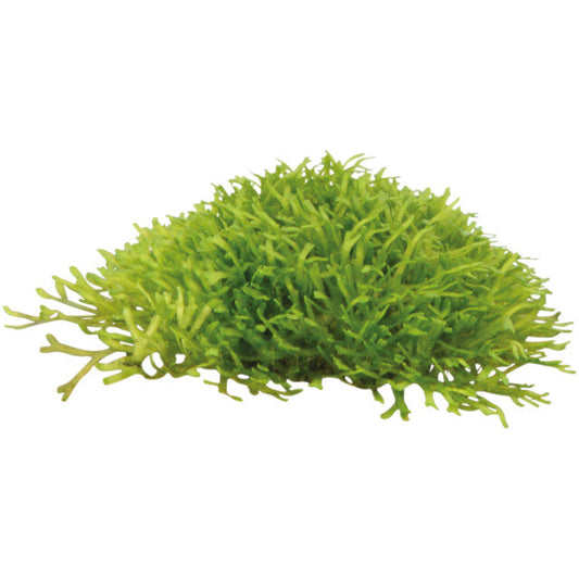 Easy Grow 97 Riccia Fluitans