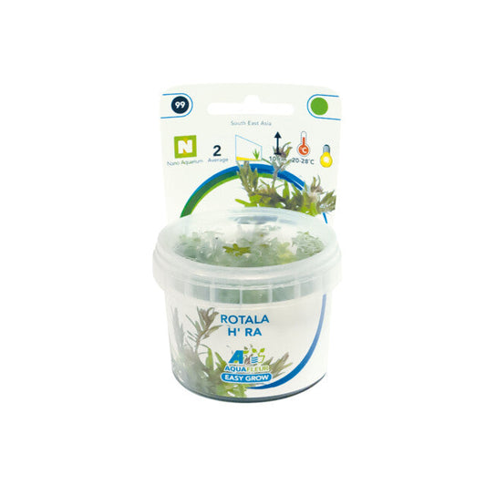 Easy Grow 99 Rotala H' Ra