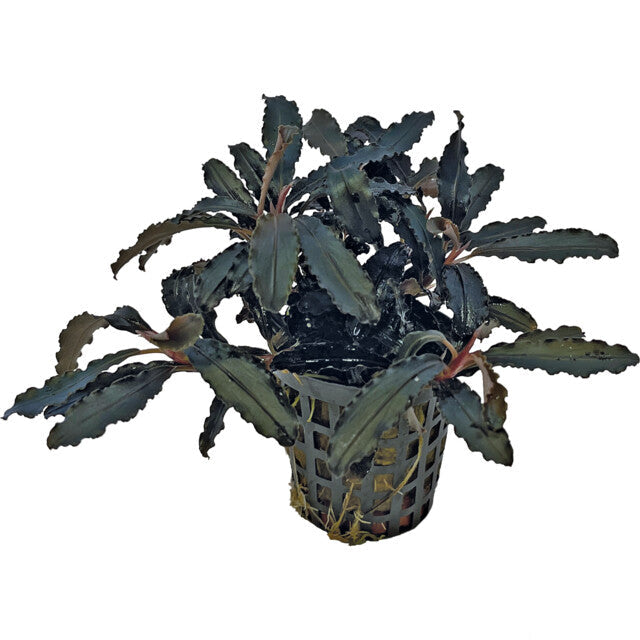 Easy Grow 8 Bucephalandra Kedagang