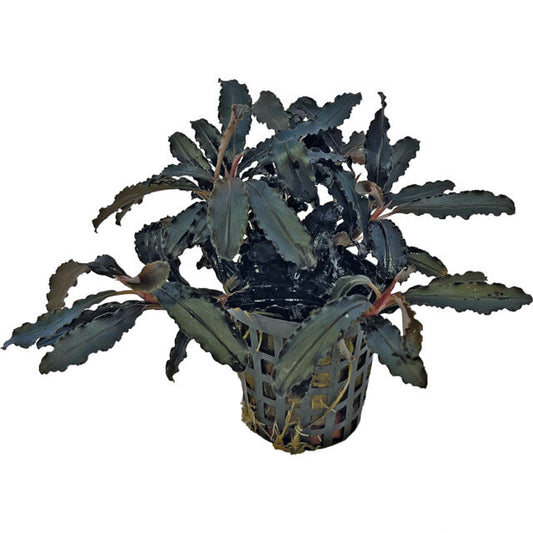 Easy Grow 8 Bucephalandra Kedagang