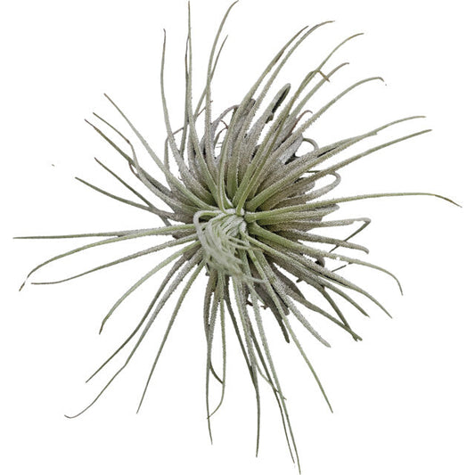 Pt-Tillandsia Magnusiana