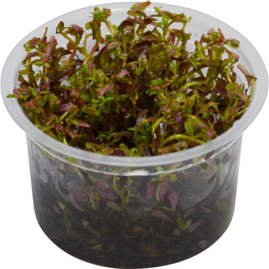 Easy Grow ... Rotala Blood Red