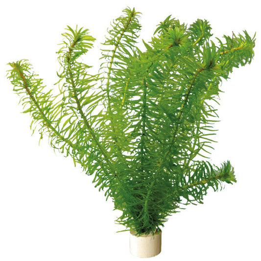 Egeria Najas En Eco Bouquet