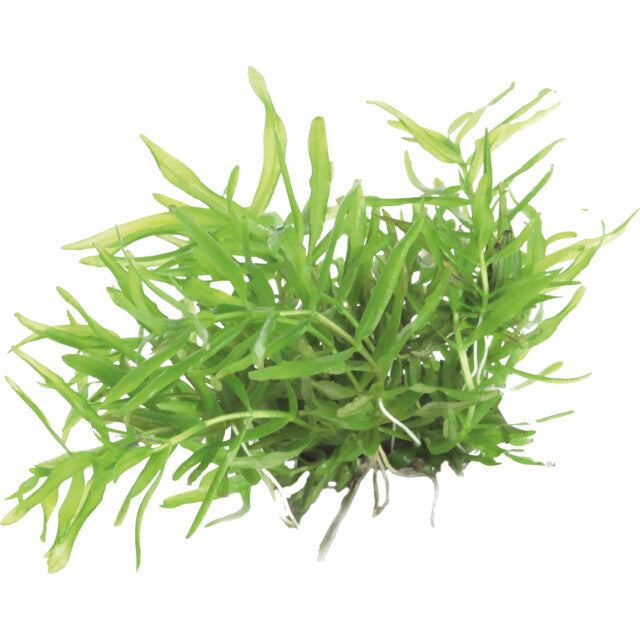 Easy Grow 29 Didiplis Diandra