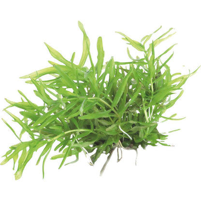 Easy Grow 29 Didiplis Diandra