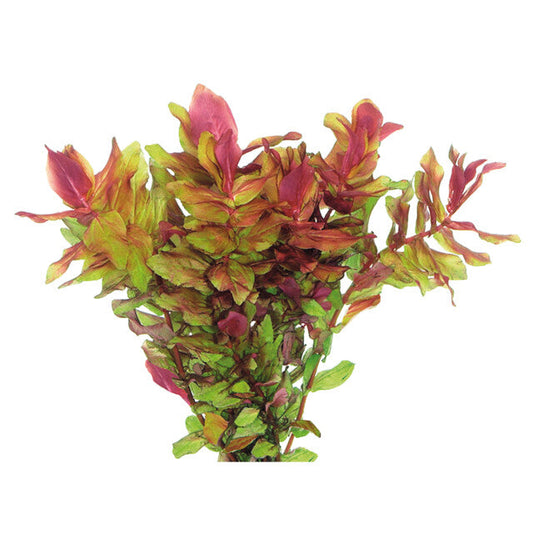 Easy Grow 101 Rotala Macrandra