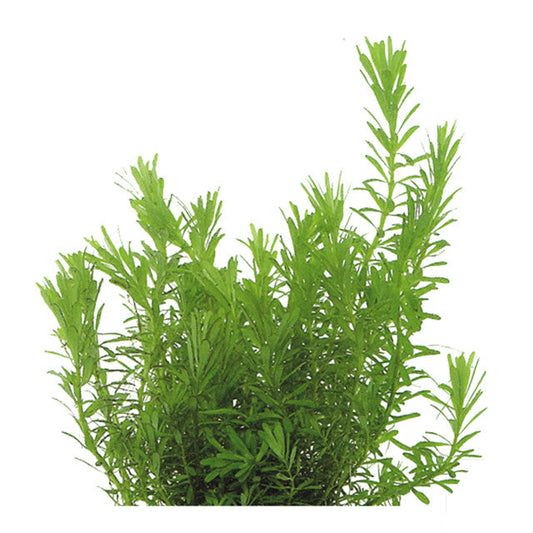 Easy Grow 107 Rotala Wallichii