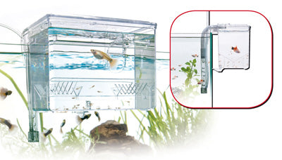 PONDOIR EXTERNE 1.2L fish hatchery AMTRA