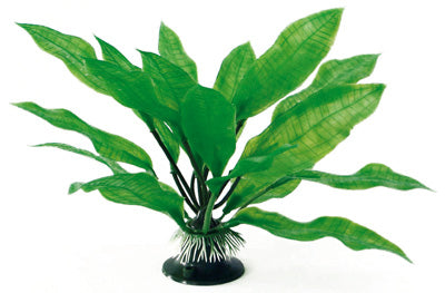 PLANTE ECHINODORUS 18cm