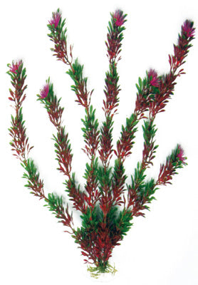 PLANTE FLORA BICOLOUR 12cm