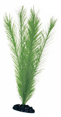 PLANTE BLIYXA 12cm